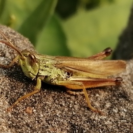 Фотографии насекомых (как стоковые)