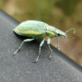 Долгоносик