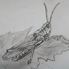 Животное по фото