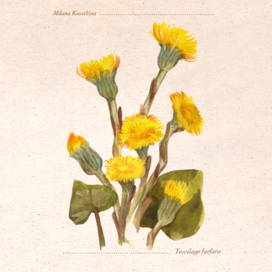 Мать-и-мачеха