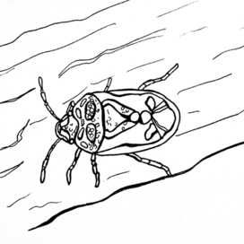Раскраска клоп