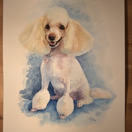 Портрет пуделя акварелью