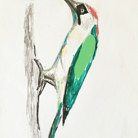 Зелёный дятел