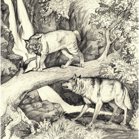 Рысь и волк, рисунок, карандаш