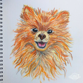 Портрет любимца. Шпиц акварель