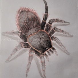 Домашний паук 