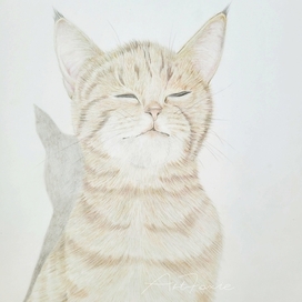 Рыжий котенок 