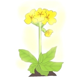 Первоцвет - примула