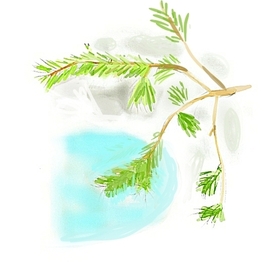 Весеннее. Веточка сосны на снегу