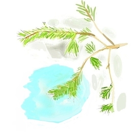 Весеннее. Веточки сосны на снегу