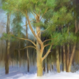 Сосна в зимнем парке