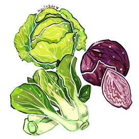 Иллюстрации капусты