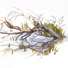 «Домик на болоте»