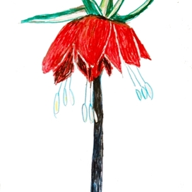 Рябчик императорский