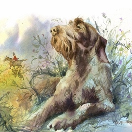 Собака сбежала 