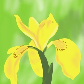 Всюду желтые ирисы... 