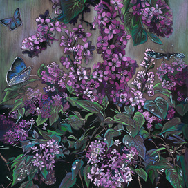 Цветущая сирень