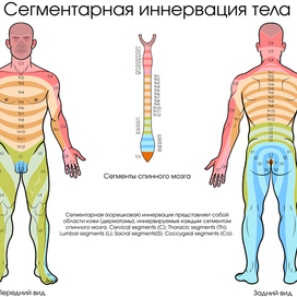 Сегментарная иннервация тела