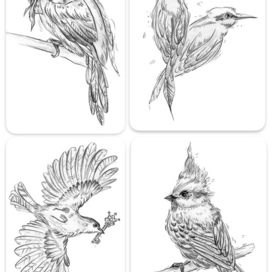 Иллюстрация птиц карандашом, декоративные наброски