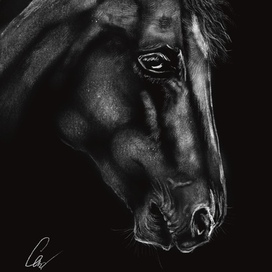 Лошадь на черном