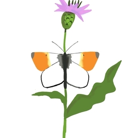 Бабочка зорька на васильке