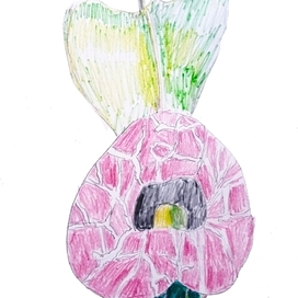 Кирказон. Лиана