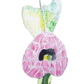 Кирказон лиана