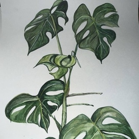 Ботаническая живопись Монстера