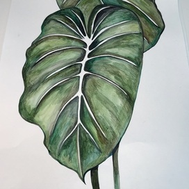 Ботаническая живопись 