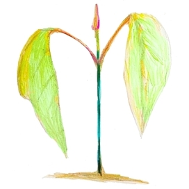 Растёт за ростком росток