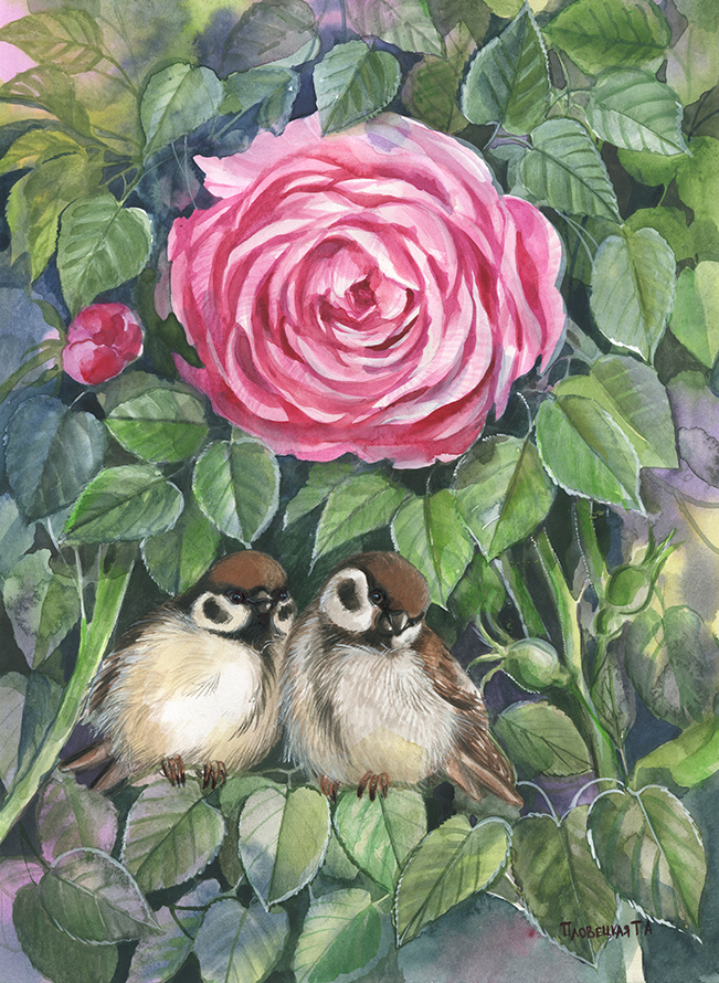 Воробушки под розой