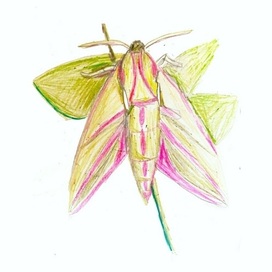 Бражник винный