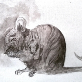 Рисунок Крыска