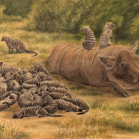 Полосатые мангусты и африканский бородавочник. Симбиоз ради выживания