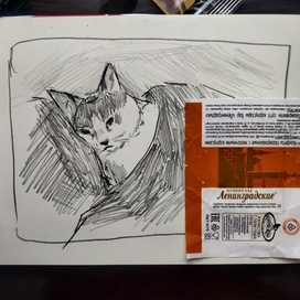 грутный кот