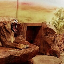 лев в зоопарке