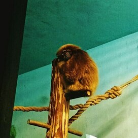 грустный примат