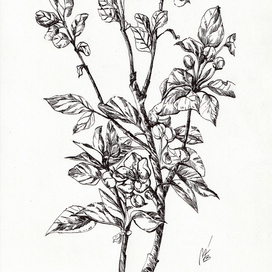 Яблочный триптих, лист1