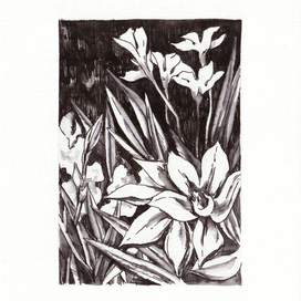 Белый олеандр