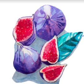 Инжир акварелью