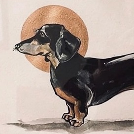 dachshund