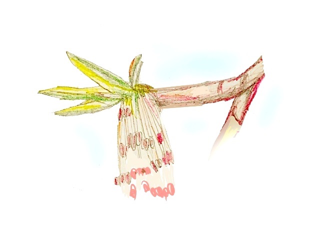 веточка клёна с почками