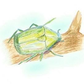 И блестят на ветвях бронзовки... 