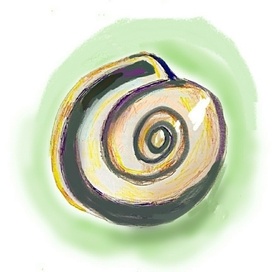 Раковина лесной улитки