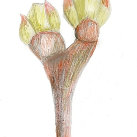 Почки на дереве