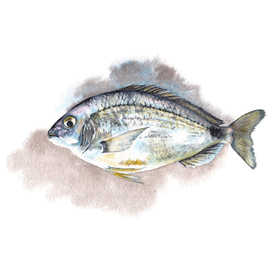 морской карась