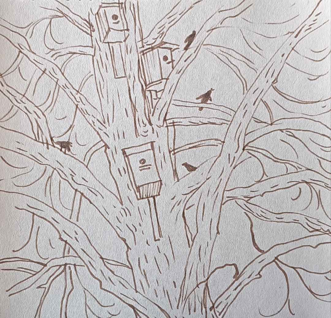 Скворцы прилетели