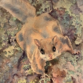 “Серая ночь» Юрий Коваль, АСТ, 2025