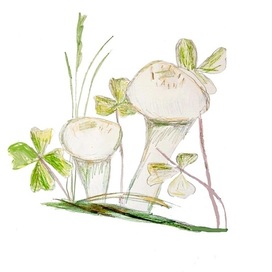 Дождевики и кислица