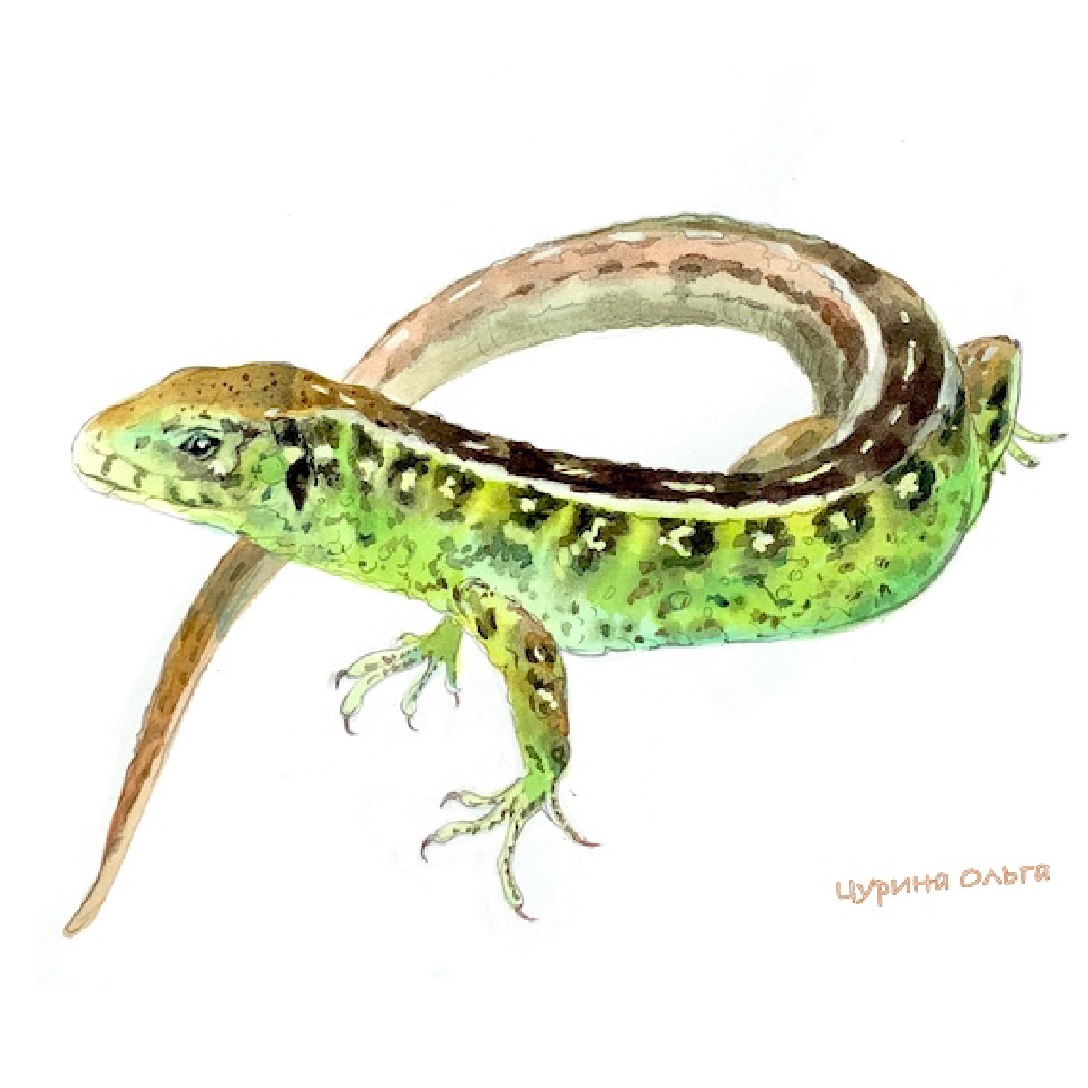 Концовка к рассказу «Фарфоровые колокольчики» Ю. Коваль, АСТ, 2025